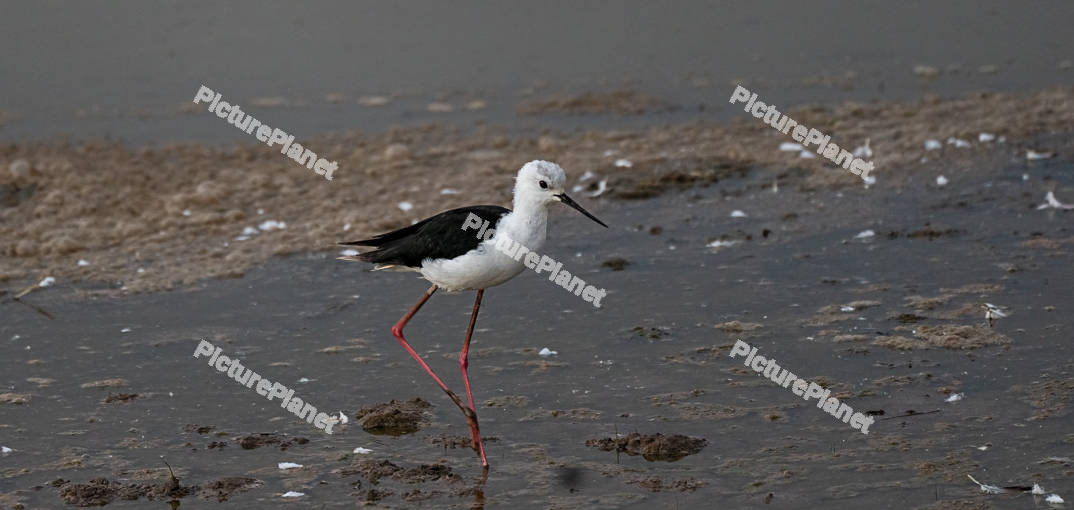 Black-Winged Stilt